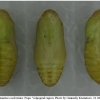 pol coelestinus pupa2 volg